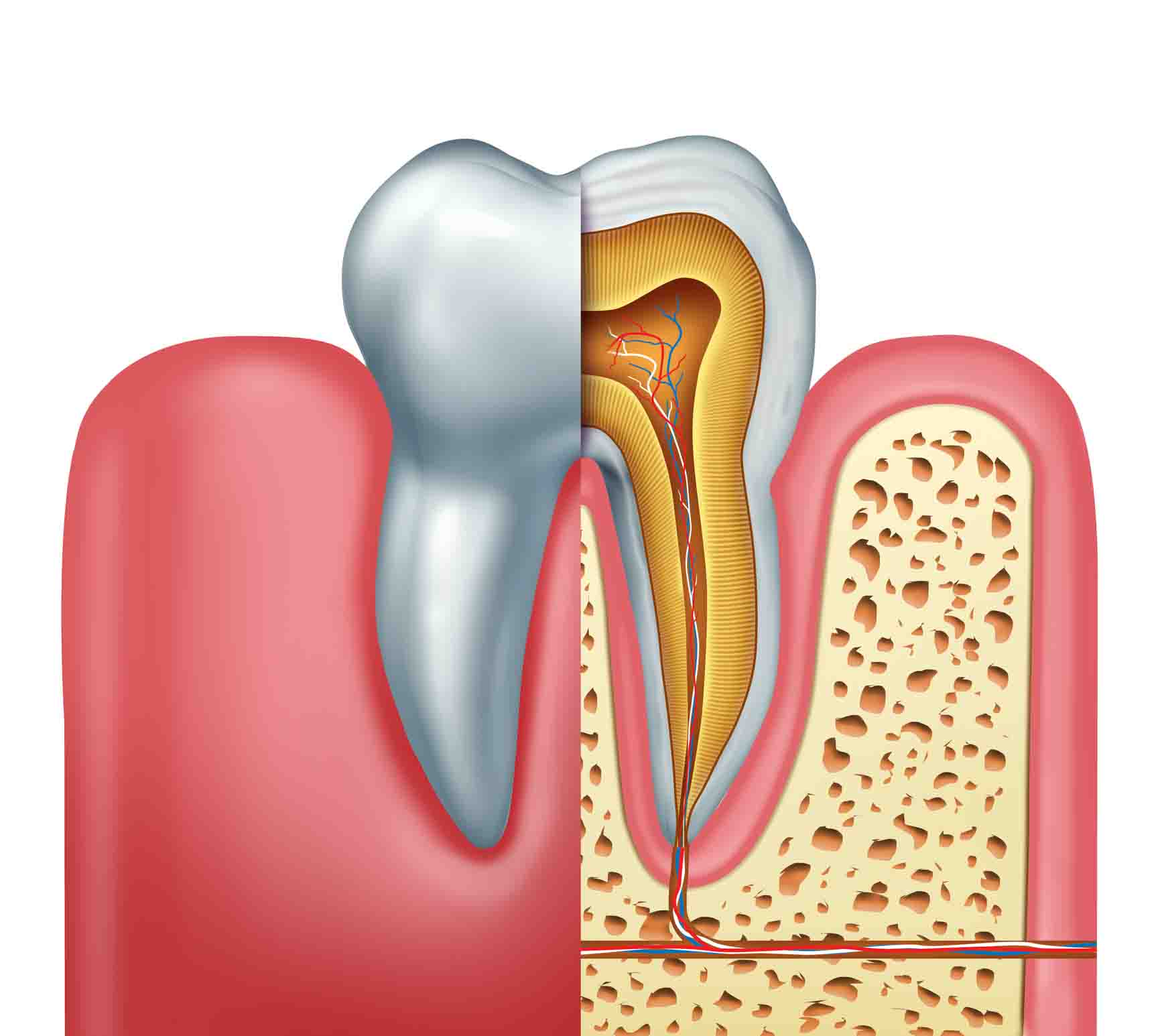 Cross section of a molar with nerves and root canal symbol